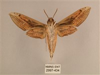 背線天蛾藏品圖，第2張