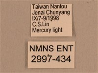 背線天蛾藏品圖，第3張