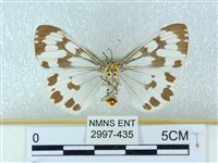 粉蝶燈蛾藏品圖，第2張