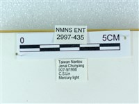 粉蝶燈蛾藏品圖，第3張