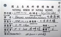 九齒扇蝦藏品圖，第12張