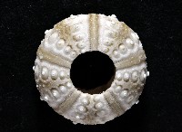 雙列角頭帕藏品圖，第3張