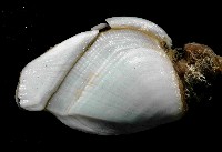 鵝茗荷藏品圖，第3張