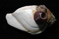 鵝茗荷藏品圖，第4張