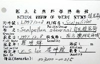 司氏鎧茗荷藏品圖，第12張