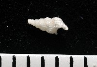 窗格海螄螺藏品圖，第2張