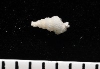 窗格海螄螺藏品圖，第3張