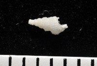 窗格海螄螺藏品圖，第4張
