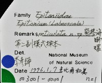 窗格海螄螺藏品圖，第6張