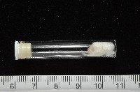 窗格海螄螺藏品圖，第7張
