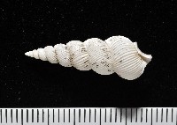 臺灣海螄螺藏品圖，第3張