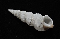 臺灣海螄螺藏品圖，第5張