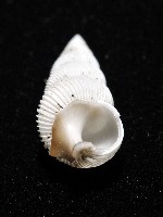 臺灣海螄螺藏品圖，第8張