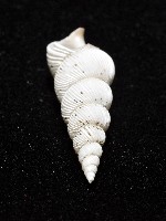 臺灣海螄螺藏品圖，第9張