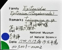 臺灣海螄螺藏品圖，第10張