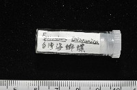 臺灣海螄螺藏品圖，第11張