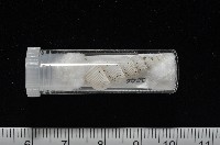 臺灣海螄螺藏品圖，第12張