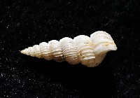 精靈海螄螺藏品圖，第2張