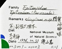 精靈海螄螺藏品圖，第7張