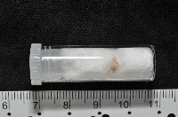 精靈海螄螺藏品圖，第8張