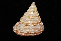 虛線鐘螺藏品圖，第4張