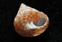 虛線鐘螺藏品圖，第6張
