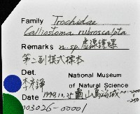 虛線鐘螺藏品圖，第7張
