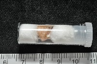 虛線鐘螺藏品圖，第8張
