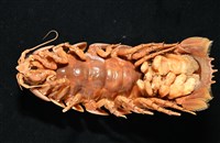 道氏深水虱藏品圖，第3張