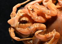 道氏深水虱藏品圖，第4張