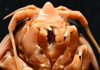 道氏深水虱藏品圖，第5張