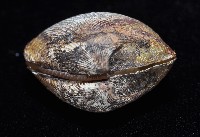 銀錦蛤藏品圖，第4張