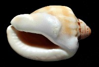 斑點小鬘螺藏品圖，第4張