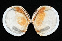 環紋扁滿月蛤藏品圖，第2張