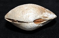 環紋扁滿月蛤藏品圖，第4張