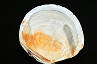 環紋扁滿月蛤藏品圖，第8張