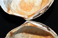 環紋扁滿月蛤藏品圖，第9張