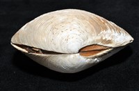 環紋扁滿月蛤藏品圖，第13張
