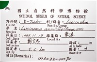 環紋扁滿月蛤藏品圖，第16張
