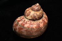 貓眼蠑螺藏品圖，第2張