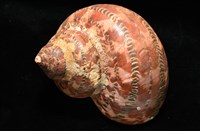 貓眼蠑螺藏品圖，第5張