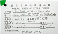 貓眼蠑螺藏品圖，第10張