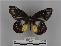 豔粉蝶藏品圖，第1張