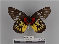 豔粉蝶藏品圖，第2張