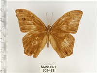 暮眼蝶、樹蔭蝶藏品圖，第1張