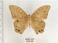 暮眼蝶、樹蔭蝶藏品圖，第2張
