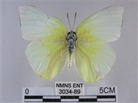 遷粉蝶、淡黃蝶藏品圖，第1張