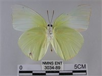 遷粉蝶、淡黃蝶藏品圖，第2張