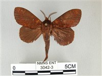 黃斑枯葉蛾藏品圖，第1張