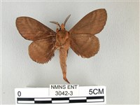 黃斑枯葉蛾藏品圖，第2張